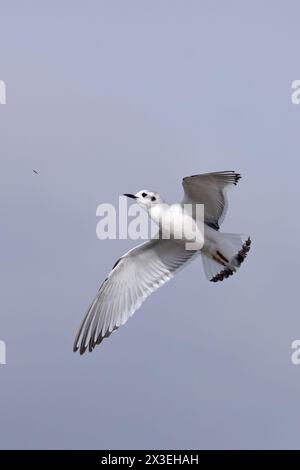 Petite mouette (Larus minutus) attrapant une mouche Frampton Lincolnshire avril 2024 Banque D'Images