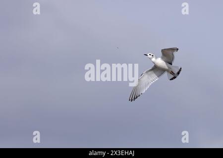 Petite mouette (Larus minutus) attrapant une mouche Frampton Lincolnshire avril 2024 Banque D'Images