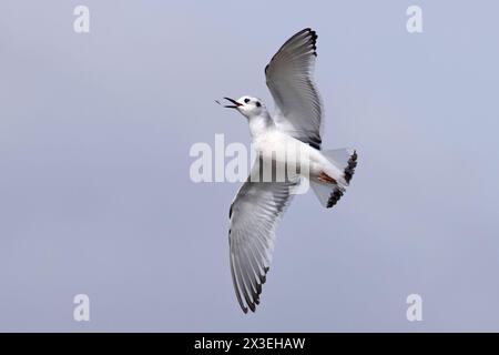 Petite mouette (Larus minutus) attrapant une mouche Frampton Lincolnshire avril 2024 Banque D'Images