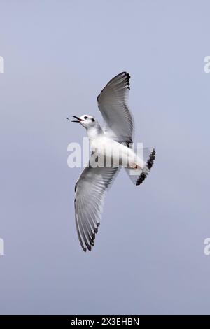 Petite mouette (Larus minutus) attrapant une mouche Frampton Lincolnshire avril 2024 Banque D'Images