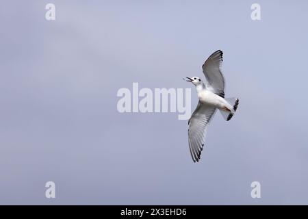 Petite mouette (Larus minutus) attrapant une mouche Frampton Lincolnshire avril 2024 Banque D'Images