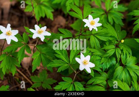 Gros plan des fleurs fraîches du printemps Banque D'Images