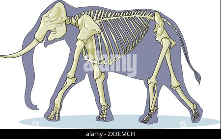 Illustration vectorielle de squelette d'éléphant Illustration de Vecteur