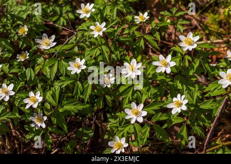 Gros plan des fleurs fraîches du printemps Banque D'Images