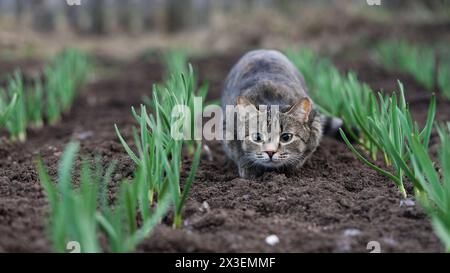 Le chat Tabby s'accroupit bas parmi les jeunes pousses vertes dans un jardin, son regard fixe et alerte, évoquant un sentiment de curiosité et d'instinct naturel. Animal de compagnie se prépare à sauter dans le jardin, à chasser les souris. Banque D'Images