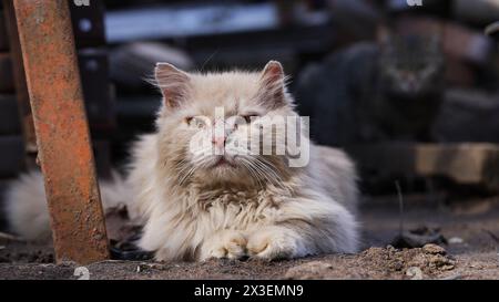 Vieux chat sale se trouve sur le sol et se repose, se prélasse au soleil, le vent frotte sa fourrure. Animal de compagnie en promenade. Banque D'Images