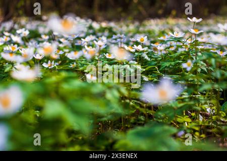 Gros plan des fleurs fraîches du printemps Banque D'Images