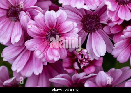 Gros plan de fleurs de marguerite africaine violettes en fleurs (Cap Marguerite) Banque D'Images