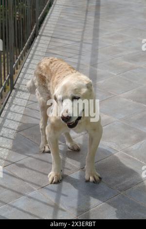 Chien Labrador retriever âgé de 14 ans en terrasse de sa maison Banque D'Images