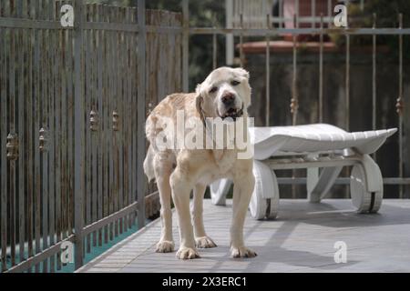 Chien Labrador retriever âgé de 14 ans en terrasse de sa maison Banque D'Images