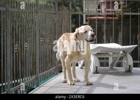Chien Labrador retriever âgé de 14 ans en terrasse de sa maison Banque D'Images