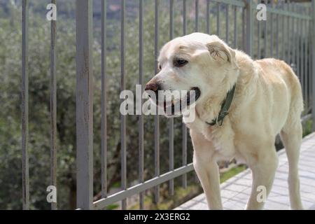 Chien Labrador retriever âgé de 14 ans en terrasse de sa maison Banque D'Images