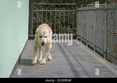 Chien Labrador retriever âgé de 14 ans en terrasse de sa maison Banque D'Images