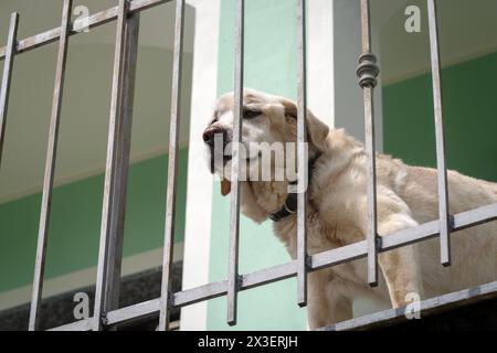 Chien Labrador retriever âgé de 14 ans en terrasse de sa maison Banque D'Images