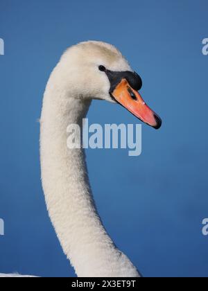 Les cygnes muets s'associent et peuvent être agressifs dans la protection de l'environnement dans lequel ils choisissent de nicher. Banque D'Images