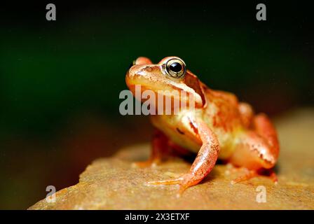 Grenouille rougeâtre (Rana temporaria) à Irati, Pyrénées atlantiques, France Banque D'Images