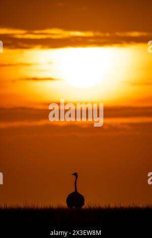 Une autruche commune femelle se tient à l'horizon juste avant le coucher du soleil, tournant la tête pour regarder en arrière vers la caméra. Le ciel orange nuageux mais lumineux t Banque D'Images