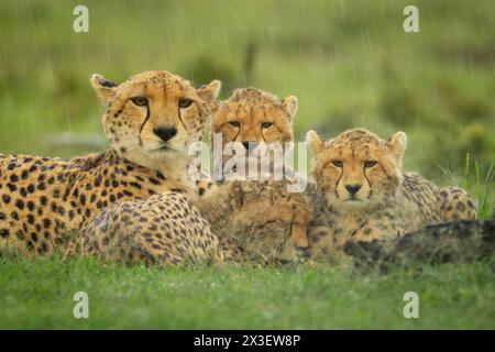 Un guépard repose avec trois petits sur de l'herbe courte sous une forte pluie. Ils ont tous des manteaux beiges avec des taches noires et des marques de déchirure noires sur leurs visages. Photographié avec Banque D'Images