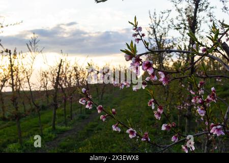 Jardin de pêchers richement fleuris dans la journée ensoleillée de printemps. Banque D'Images