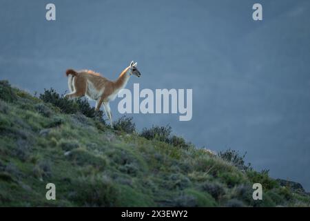 Guanaco descend la colline herbeuse au crépuscule Banque D'Images