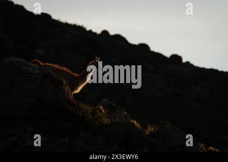 Guanaco descend la crête rocheuse au coucher du soleil Banque D'Images