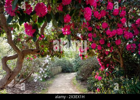 Fleurs de rhododendrons aux couleurs vives, photographiées au printemps à Temple Gardens, Langley Park, Iver, Royaume-Uni. Banque D'Images