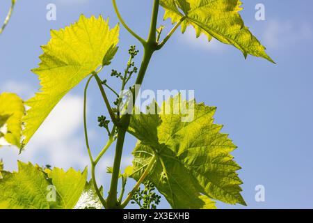 Les jeunes feuilles tendres vert de raisins sur un fond de ciel bleu au printemps. Banque D'Images