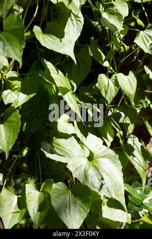 Mikania micrantha est une plante tropicale, connue sous le nom de vigne amère, de vigne de chanvre grimpant ou de corde américaine. appelé vigne mile-a-minute. Asteraceae, chanvre grimpant Banque D'Images