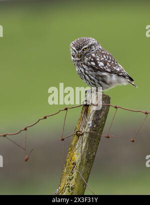 Little Owl (Athene noctua) perché sur un vieux poteau de clôture pendant la chasse, Wensleydale, North Yorkshire, Royaume-Uni. Banque D'Images