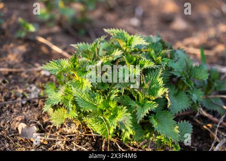 La jeune plante d'ortie prend vie dans un sol fertile, ses feuilles brillantes et épineuses, annonçant l'arrivée du début du printemps. Les germes d'ortie de mai riches en vitamines germent au début du printemps à partir du sol. Banque D'Images