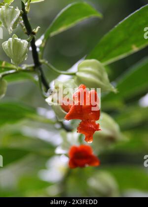 Drymonia rubra, Gesneriaceae. Fleur de jungle orange, forêt tropicale de Monteverde, Costa Rica, Amérique centrale. Réserve forestière nuageuse de Santa Elena, Monteverde. Banque D'Images