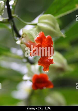 Drymonia rubra, Gesneriaceae. Fleur de jungle orange, forêt tropicale de Monteverde, Costa Rica, Amérique centrale. Réserve forestière nuageuse de Santa Elena, Monteverde. Banque D'Images