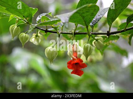 Drymonia rubra, Gesneriaceae. Fleur de jungle orange, forêt tropicale de Monteverde, Costa Rica, Amérique centrale. Réserve forestière nuageuse de Santa Elena, Monteverde. Banque D'Images