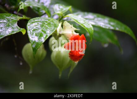 Drymonia rubra, Gesneriaceae. Fleur de jungle orange, forêt tropicale de Monteverde, Costa Rica, Amérique centrale. Réserve forestière nuageuse de Santa Elena, Monteverde. Banque D'Images