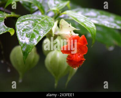 Drymonia rubra, Gesneriaceae. Fleur de jungle orange, forêt tropicale de Monteverde, Costa Rica, Amérique centrale. Réserve forestière nuageuse de Santa Elena, Monteverde. Banque D'Images