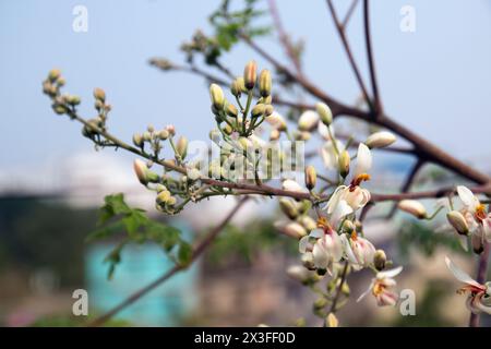 Fleur et jeunes feuilles og vert frais Pods médicinaux de Moringa oleifera, raifort, pilon arbre dans le jardin urbain sur le toit. il a de grands médicaments Banque D'Images