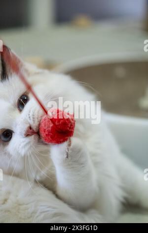 Chat Ragdoll mignon, 4 mois, jouant avec la balle rouge Banque D'Images