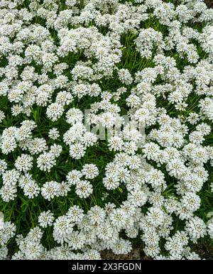 Une plantation de tuft de bonbons, Iberis sempervirens, en fleur. Kit jardin botanique, Karlsruhe, Allemagne, Europe Banque D'Images