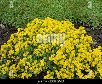 Panier d'or Alyssum - nom latin - Aurinia saxatilis Compacta Banque D'Images