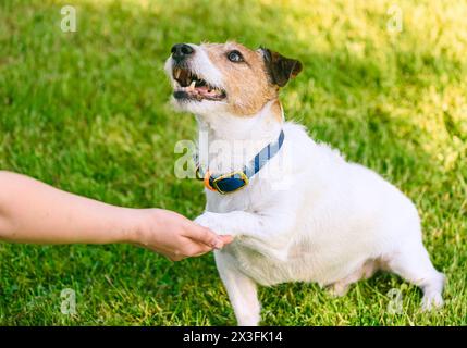 Comment apprendre à un chien à serrer la main. Smart Doggy donne la patte à une personne Banque D'Images
