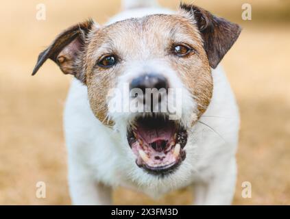 Portrait du petit chien Jack Russell Terrier aboyant agressivement en plein air Banque D'Images