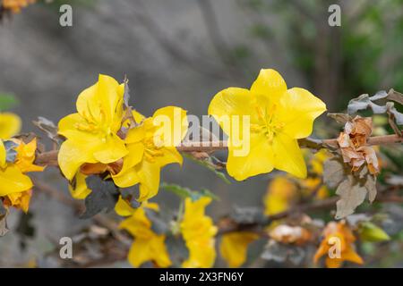 Gros plan de fleurs sur un buisson de flanelle (fremontodendron californicum) en fleurs Banque D'Images