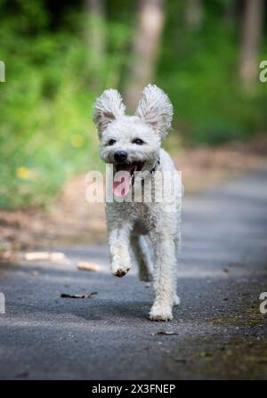 mignon petit chien pumi profitant du plein air Banque D'Images