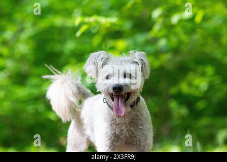 mignon petit chien pumi profitant du plein air Banque D'Images