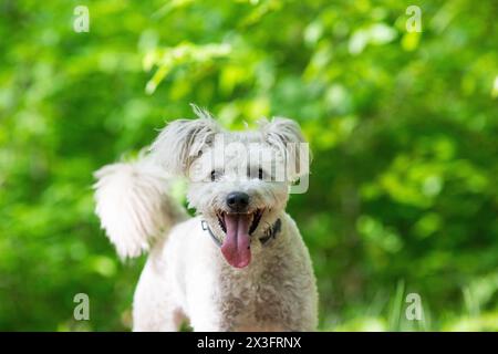 mignon petit chien pumi profitant du plein air Banque D'Images