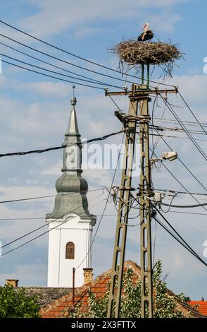 Cigognes blanches nichant sur des pylônes électriques dans un village hongrois Banque D'Images