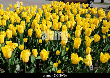 Tulipes jaunes fleurissant au printemps dans le parterre de fleurs. Saison des tulipes. Plantes à fleurs jaunes dans le jardin. Banque D'Images