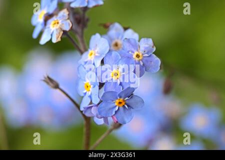 Frühjahrsblüher in der Landschaft Wald-Vergissmeinnicht zur Blütezeit im Frühling *** floraison printanière dans le paysage Forêt oublie-NOUS en floraison au printemps Banque D'Images