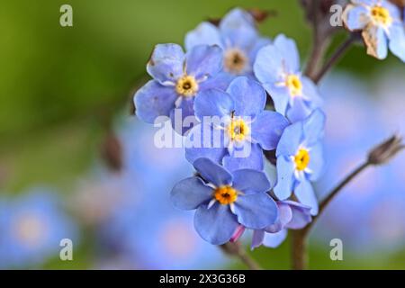 Frühjahrsblüher in der Landschaft Wald-Vergissmeinnicht zur Blütezeit im Frühling *** floraison printanière dans le paysage Forêt oublie-NOUS en floraison au printemps Banque D'Images