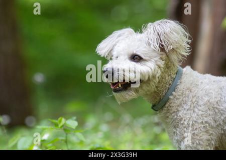 mignon petit chien pumi profitant du plein air Banque D'Images